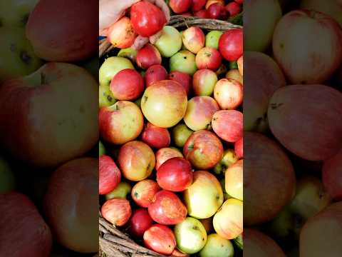Top Fruits for Health Benefits You Need to Know! 🫐  #healthtips #nutritionfacts  #fruitbenefits