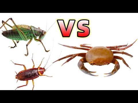 螃蟹 VS 螽斯 VS 大蟑螂！Crab VS Katydid VS Cockroach