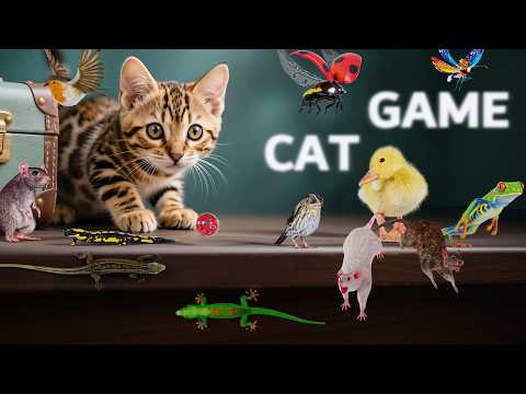 CAT GAMES | 3D GAME FOR CATS | BEST CAT VIDEOS for CATS to Watch | 3 HOURS