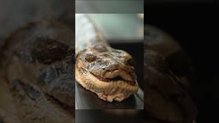 19 feet! Longest Burmese python ever captured in Florida