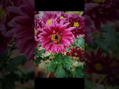 iari campus new delhi🥳 #trending #viral #delhi #agriculture #iari