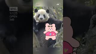 panda compilation #panda #shorts #cute #trending #animalshorts #funny #funnypanda #funnyvideo #short