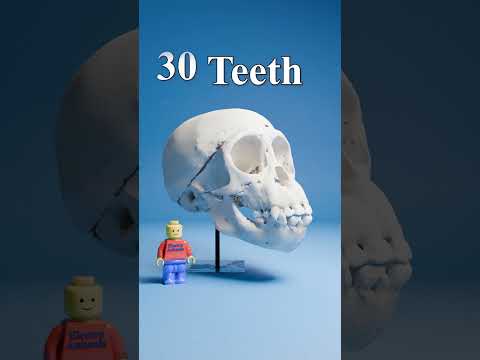 Which Mammal Has The Most Teeth? 🦷