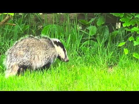 Badger in the garden 2