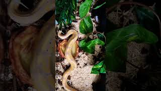 Zeus out for his nightly stroll #royalpython #ballpython