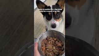 I eat better than my mom hehe🤤  #dogs #puppy #corgi #shorts