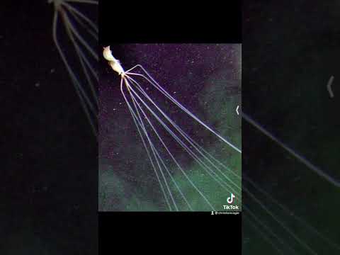 Strangest Things Found Underwater 🕷