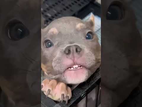 #shorts #cachorro #cute