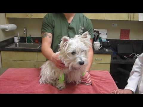 Intradermal Allergy Testing in a Westie