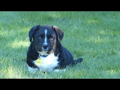Puppy visitor Buddy, on the lawn entertaining himself