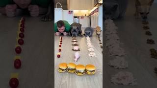Dog vs Human vs Cat vs Chihuahua 😱🍔🐶 | The Ultimate Food Lane Race  #funny#race #shorts