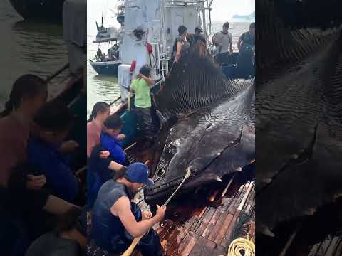 Giant Sea Monsters Caught by Fishermen! 🐙🎣#GiantSeaCreatures #FishingDiscoveries #OceanMysteries