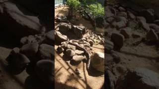 Python in action in the zoo mumbai