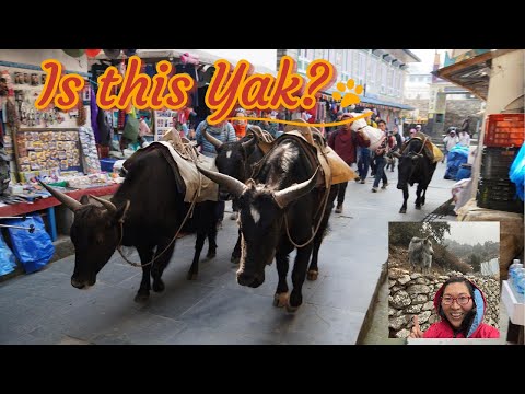 2024 Everest Base Camp: Animal at Himalaya, UBER Everest, “Small Body Very Strong Man" in Nepal. 4K