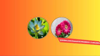 How To Design Image Effects Using HTML && Css(image hover)   #learn_to_learn