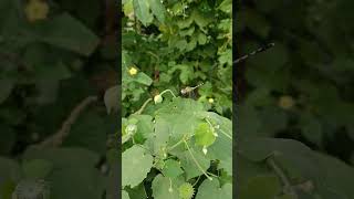 #video #shorts #viarlvideo #youtubeshorts #droganfly#🪰