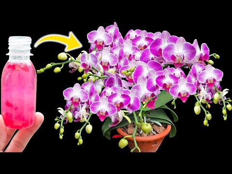 Magic water bottle makes hundreds of orchids bloom at the same time
