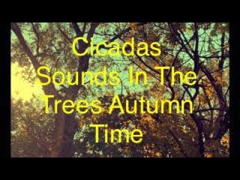(( Cicadas )) sounds in the trees Autumn natural nature RELAXATION get rid of STRESS