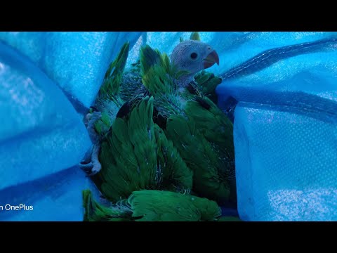 Crying Littel Parrot 😭|| Little Parrot Crying || BABY PARROT