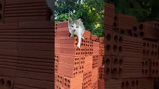 Cat #cute #cat #cuteanimal #youtubeshorts #ytshorts #youtube #yt #youtuberberkelas