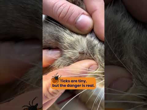 Tick Trouble? We’re Here to Help Your Furry Friend Stay Safe!