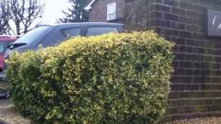 Hedge Gap to Road - Marlborough Street Spots.