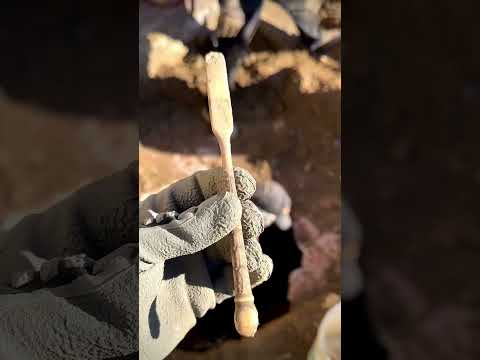 Check out this carved bone toothbrush from the 1890s we found today 🤯 #history #artifacts  #shorts
