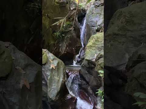 Hidden Forest Waterfall – Soothing Sounds for Relaxation & Sleep