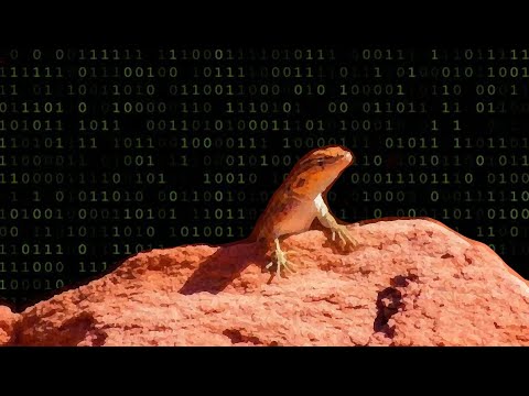 Lizards that play Rock Paper Scissors - Uta Stansburiana Sillycon Desert