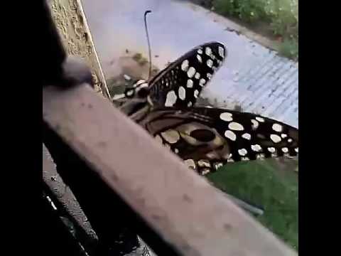 Udai pratap college...