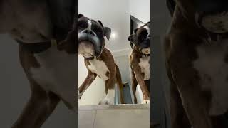 Attack is imminent. Boxer dog Moogli & Ouinnie  #chiensdrôles #funnyshorts #chien