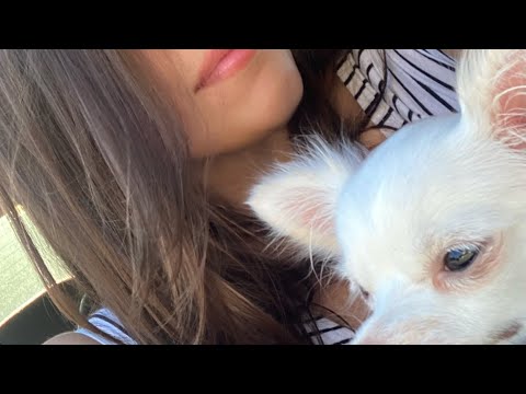 I chihuahua sono cani STUPIDI? Tutti i comandi di Maia