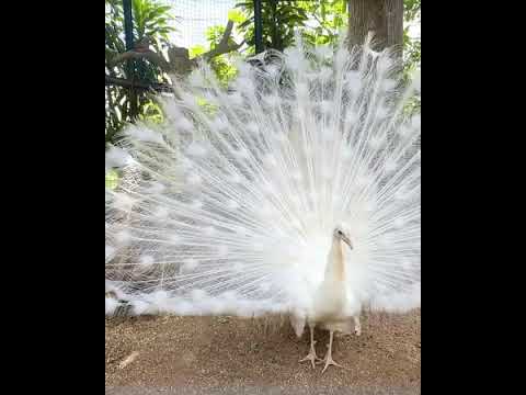 white beautiful Peckock ❣️