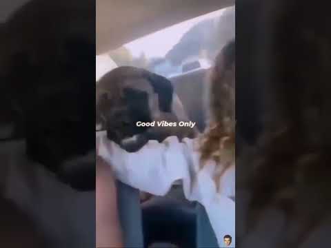 Your dog Does this￼ #funny