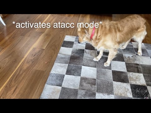 Sparky vs a Laser | My Dog Being Cute