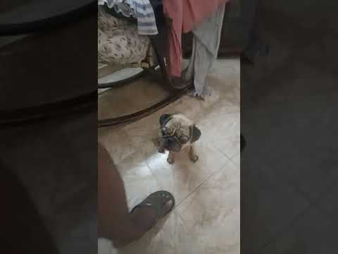 Old Rescued Pug Demands Attention 😂