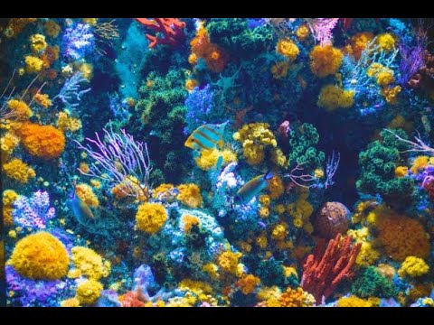 Relaxing Music, Peaceful Piano Music, Soft Music, Create Positive Vibe, Sleep, Study, Meditation