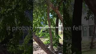 People & pets in danger of fallen tree #apartmentliving #shorts