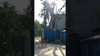 D O G VS HANUMAN🐕🐵 #shorts #savethenature
