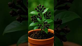 ✨How To Grow Cloves At Home – Best & Easy Method 2026! #cloves #trending #shorts #shortvideo
