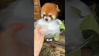 Why Red Pandas Go "Crazy" Without Ice #Animals #AnimalFacts