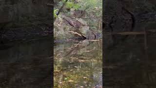 #bigfoot #fear #hiking
