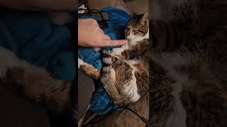 My Super senior 27 year old kitty needs your help! Vote for Sabre in Americas Favorite Pet!