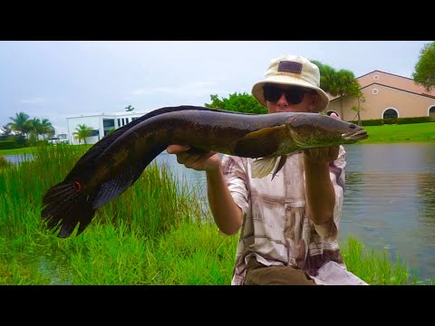 Catching AGRESSIVE Fish In Small South Florida Canals