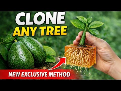 THE NEW METHOD: Clone Any Tree at Home (Step-by-Step Guide)