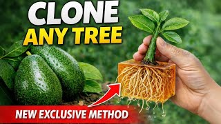 THE NEW METHOD: Clone Any Tree at Home (Step-by-Step Guide)