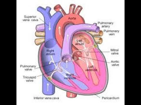 CIRCULATORY SYSTEM OF HUMAN   Part 1