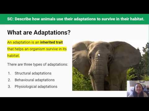 Ecology 3: Adaptations (Video 3 in Yr 10 Living World Series)