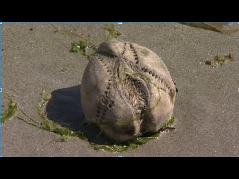Strangest Things Found On The Beach!