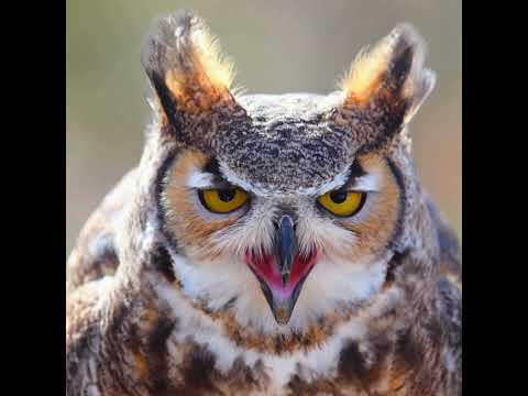 What are 10 amazing facts of owls| Can Owl see in dark#shortfeed #viralvideos #viral#youtubeshorts